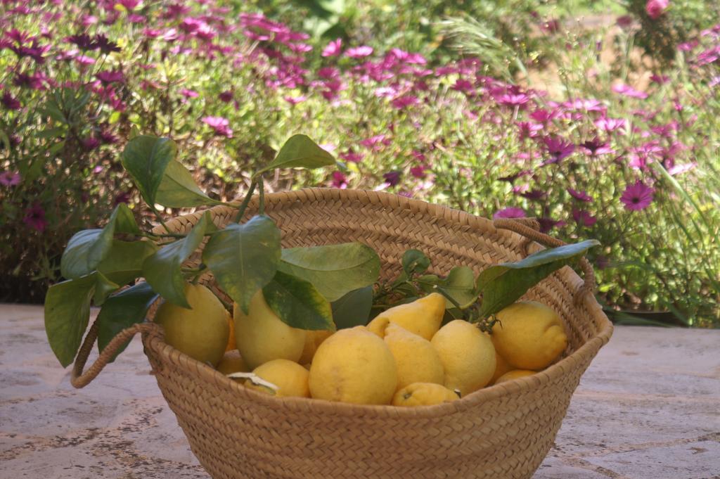Agroturismo Es Pla De Llodra Manacor  Ruang foto